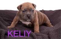 American bully pocket