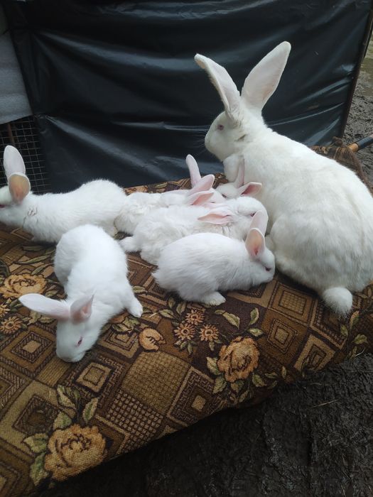 Крол.Бельгійський Велетень