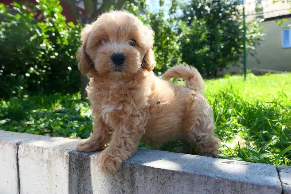 Maltipoo disponível