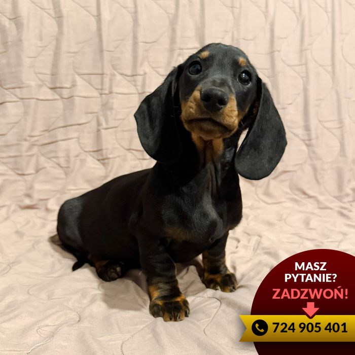 ^^(piesek) jamnik czarny podpalany^^