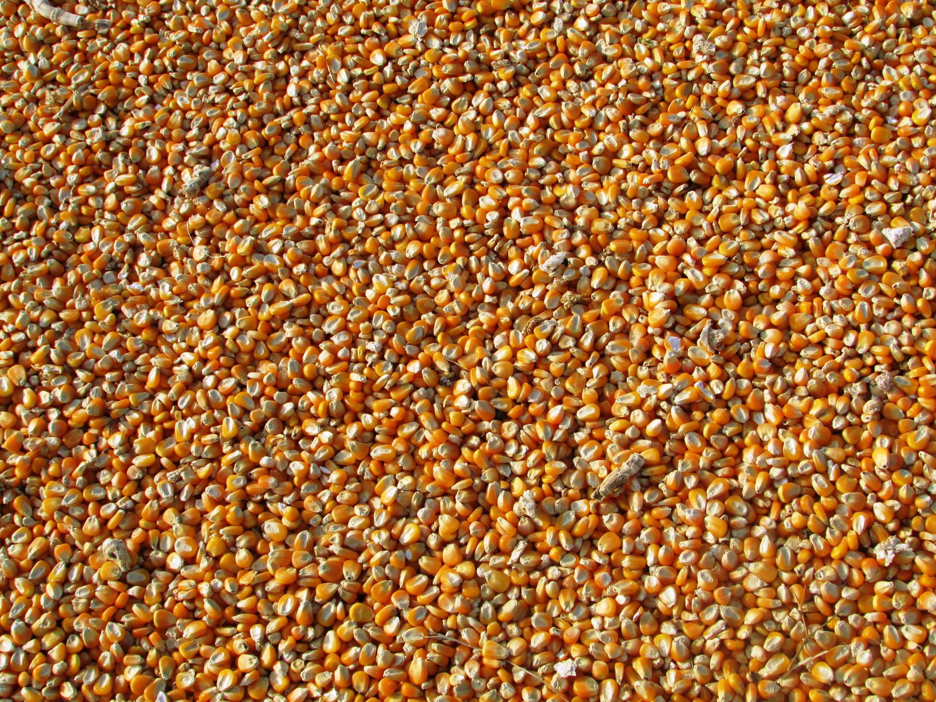 Kukurydza naturalnie suszona na ziarno i kiszonkę