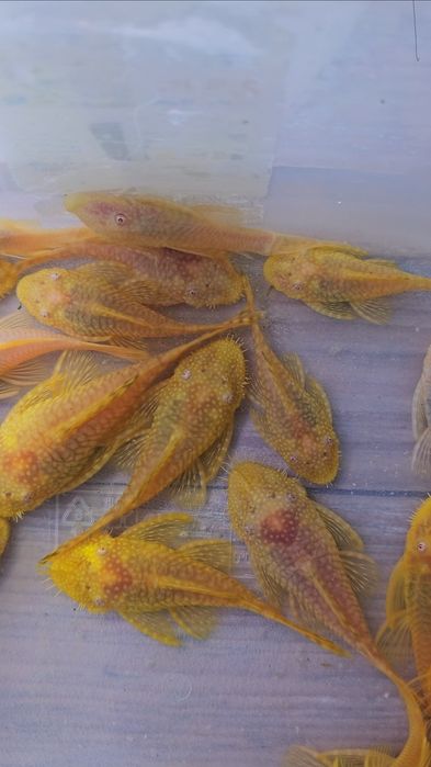 Ancistrus dos 6cm aos 9 cm