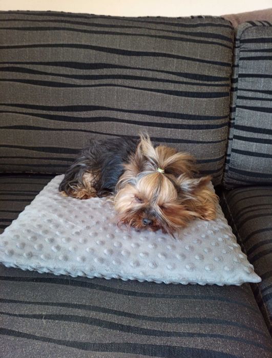 Czekoladowy Yorkshre Terrier chłopiec