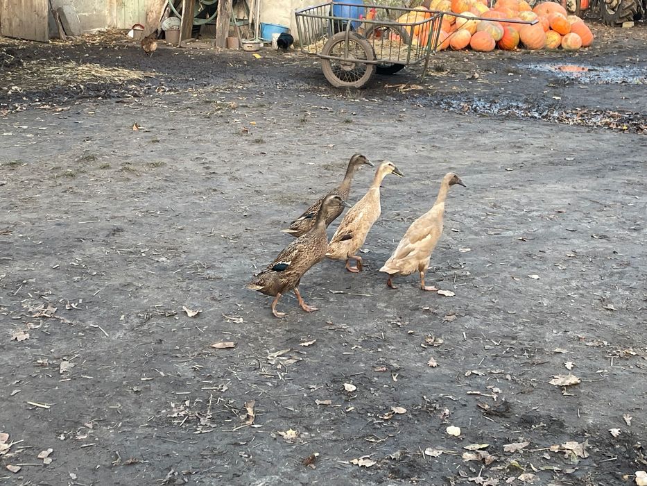 Kaczka Biegus Kaczor