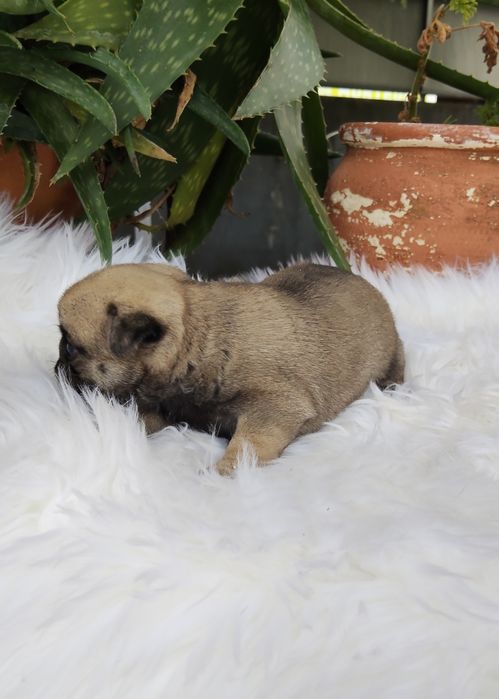 Pug Carlin com Lop