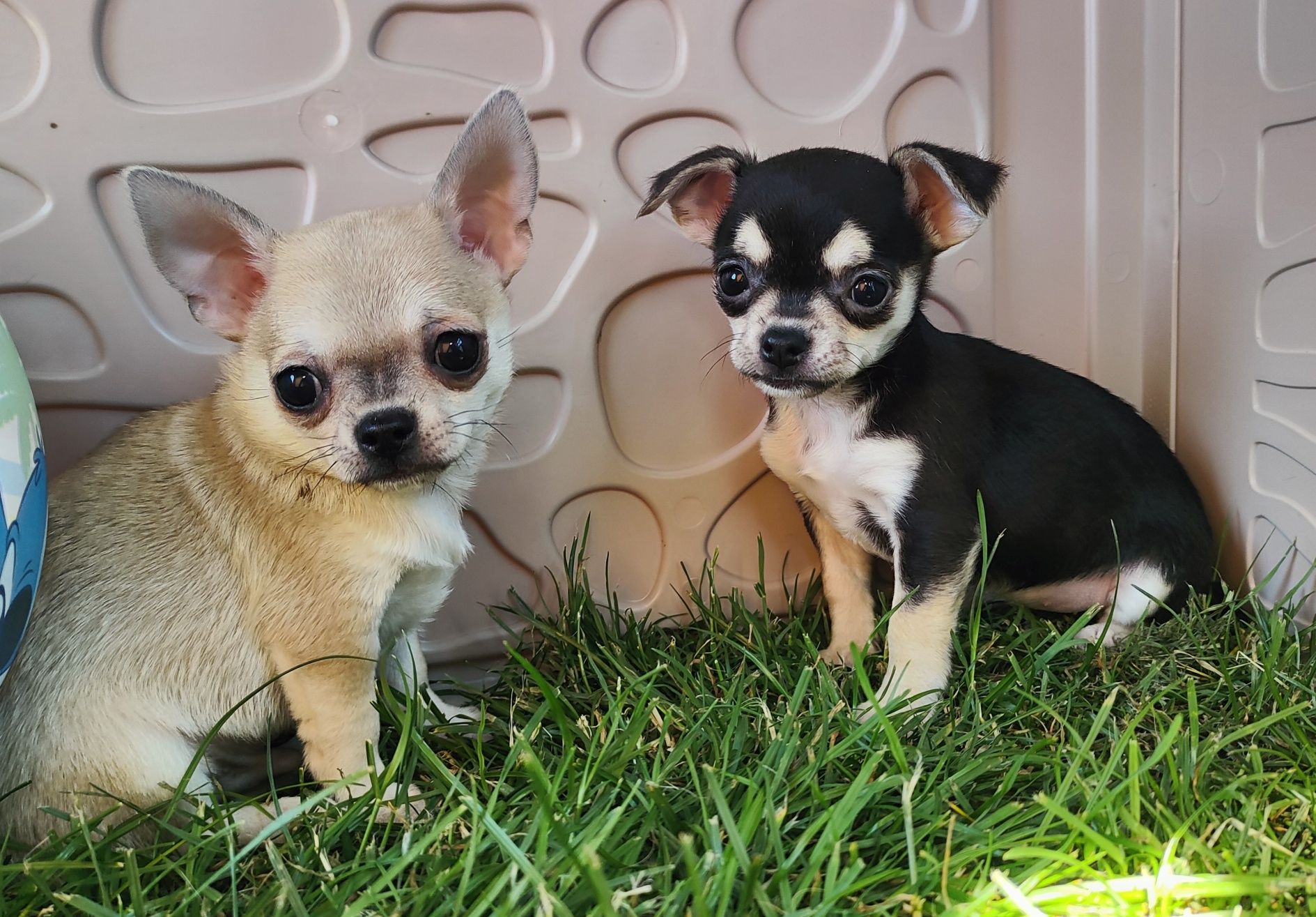 Chihuahua beżowy piesek kdótkowłosy