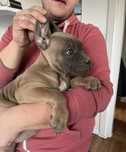 Cane Corso mocny pies