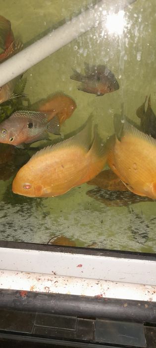 Severum red para.