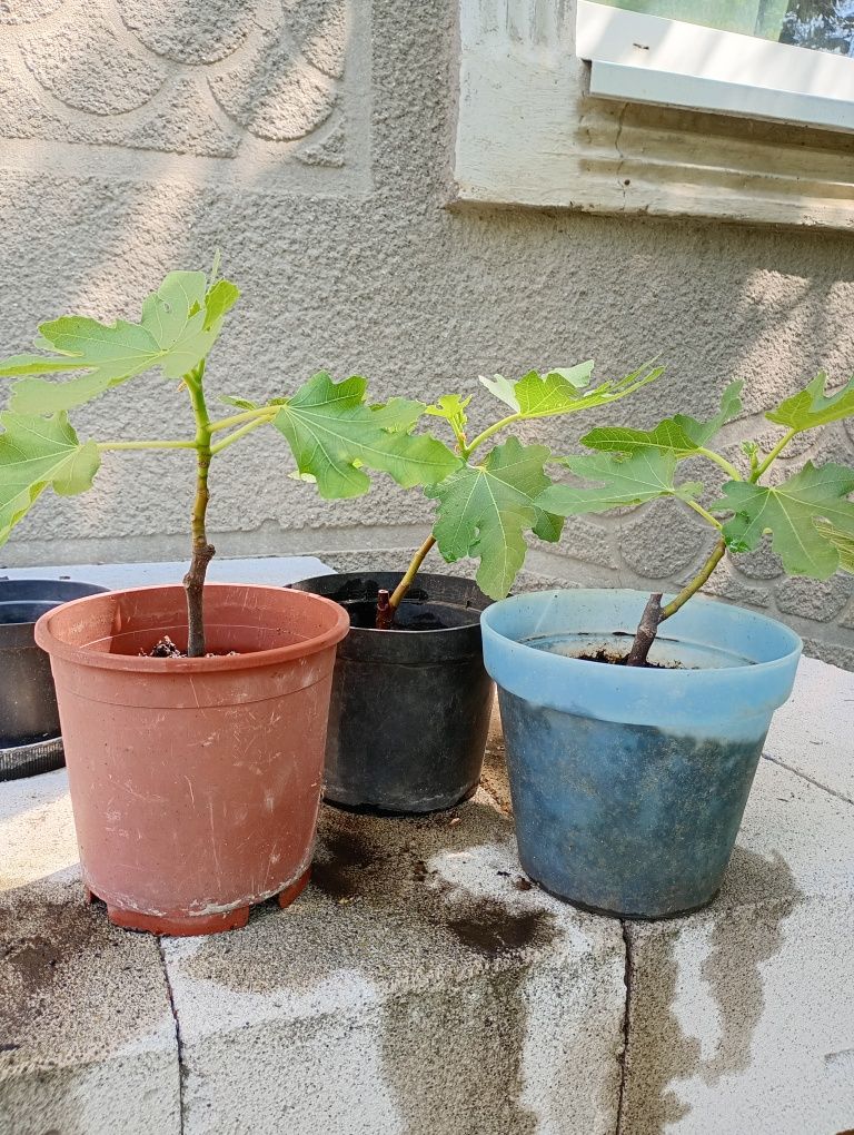 Продам саженцы инжира.