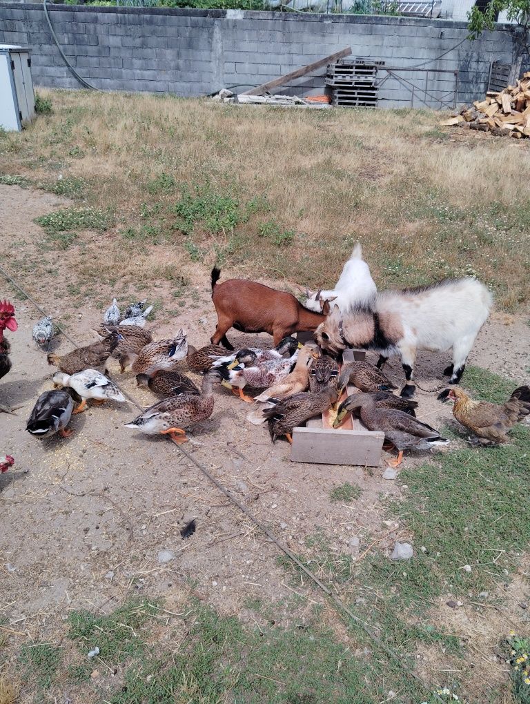 Patos real machos e fêmeas