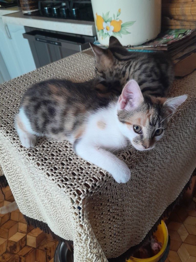 Oddam kotki w dobre ręce