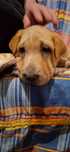 Cadela arraçada de Shar Pei (adoção responsável)