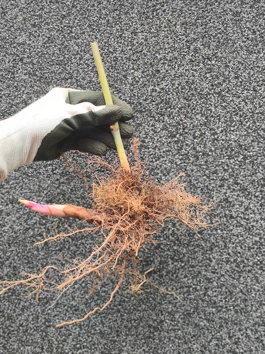 Miskant Olbrzymi sadzonki 5 szt.