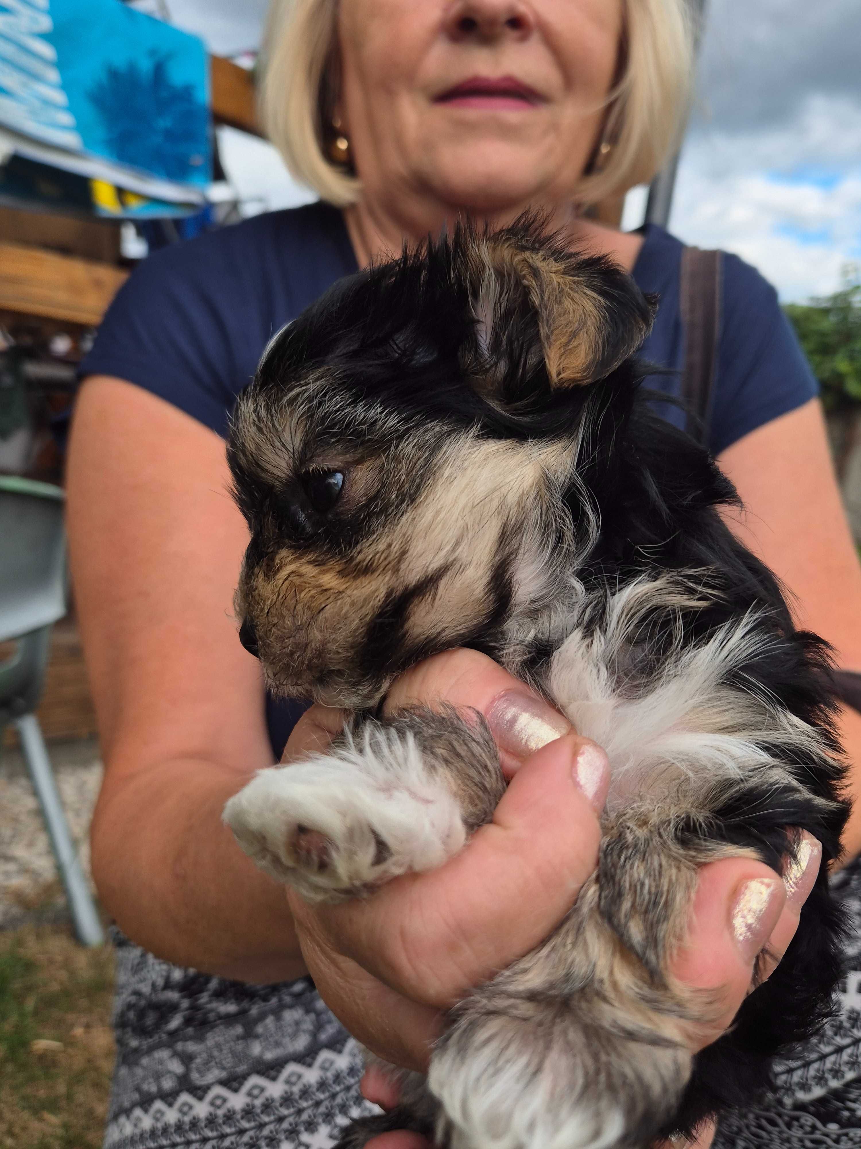 Yorkshire terrier