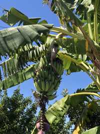 Bananeiras para Plantar