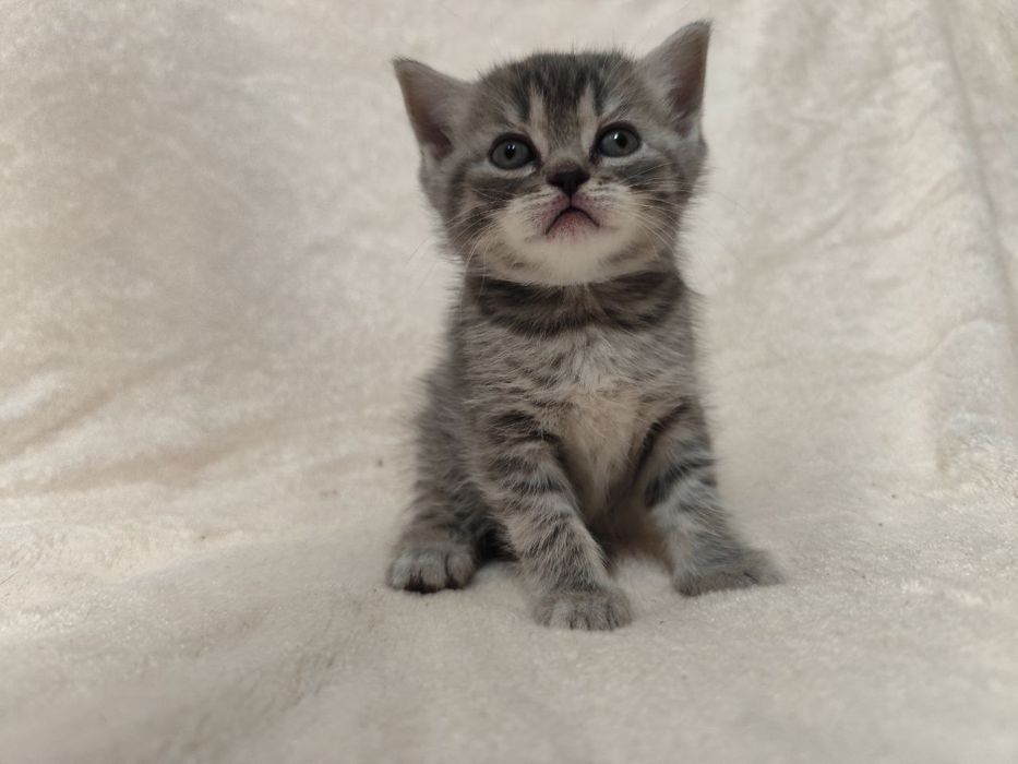 Кошенята Scottish fold/ striaht.