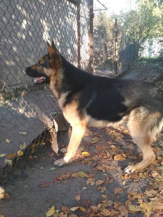 Продам щенков немецкой овчарки