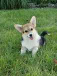 Welsh Corgi Pembroke