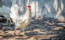 Kury nioski Wałbrzych Leghorn