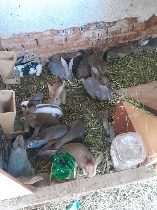 Кролики.Молоді крольчата