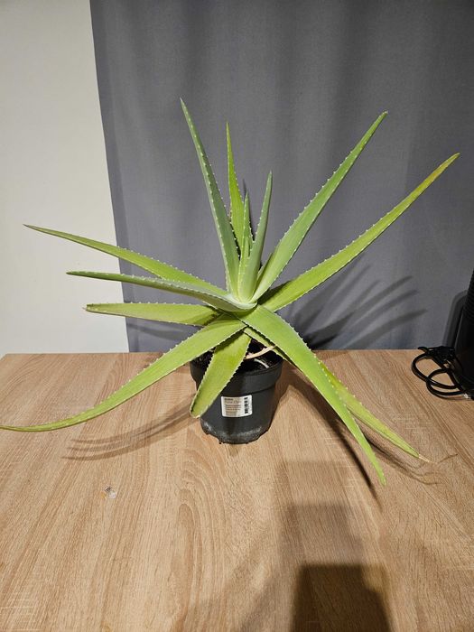 Oddam za darmo kwiaty