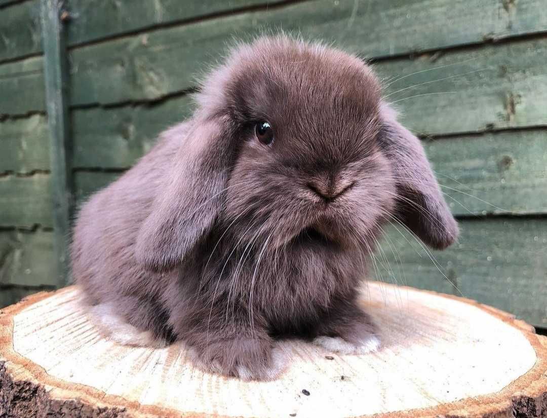 KIT Coelhos anões orelhudos, mini lop adoráveis e super inteligentes