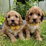 Cavapoo Samczyk  hybryda ras