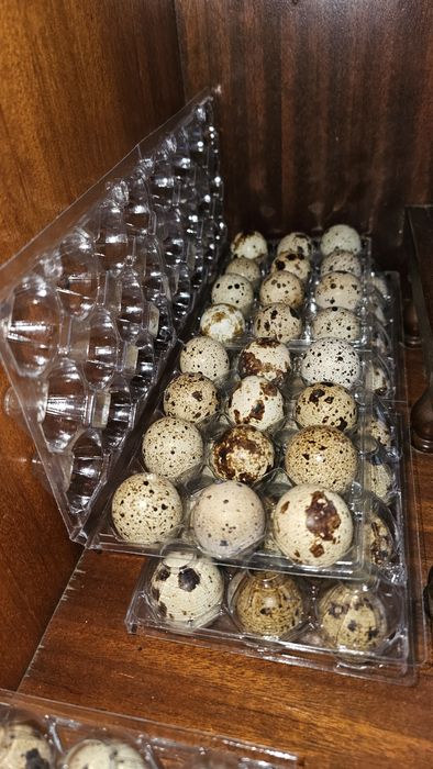 Ovos caseiros para consumo