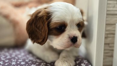 Cavalier king charles spaniel, chłopczyk