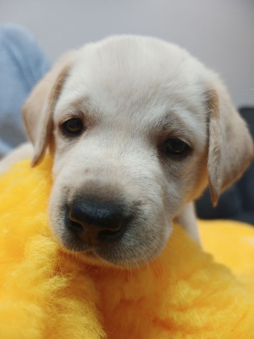 Labrador Retriever suczka, gotowa do odbioru