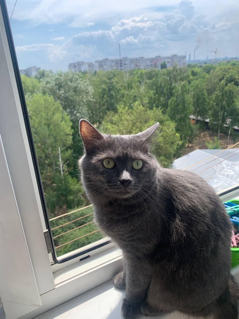 Кішка кіт котик сірий