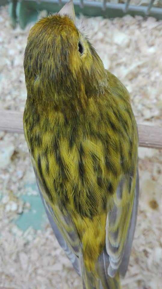 Canarios Ágata onix amarelo intenso/nevado de 2024 boa qualidade