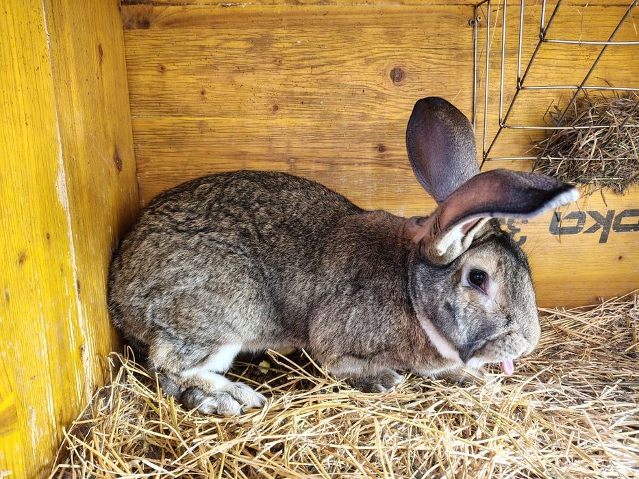 Królik Belg Olbrzymi 1,5 roczny
