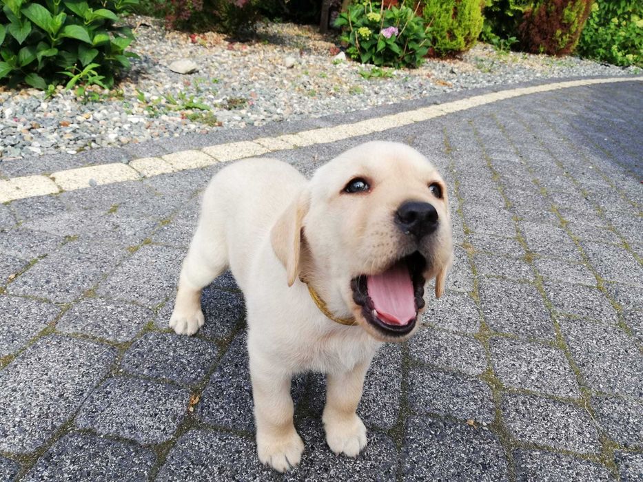 Labrador biszkoptowy domowy z rodowodem - szczeniaczki