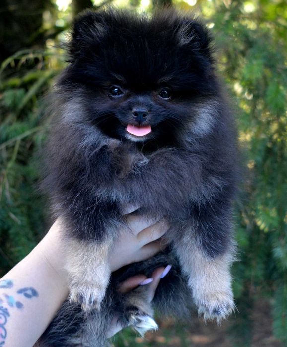 Szpic Miniaturowy Pomeranian ZKwP FCI suczka Candy black&tan