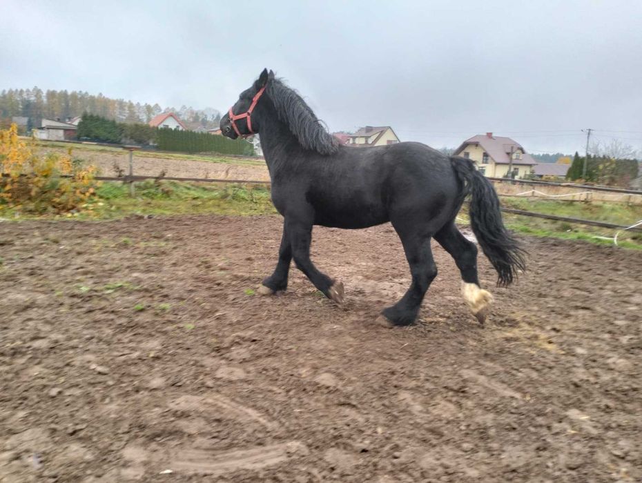 kary - zimnokrwisty - śmiga z furką