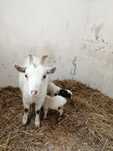 Cabras anãs fêmea ou macho
