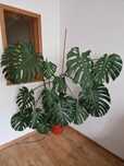Duża Monstera gigantyczne liście