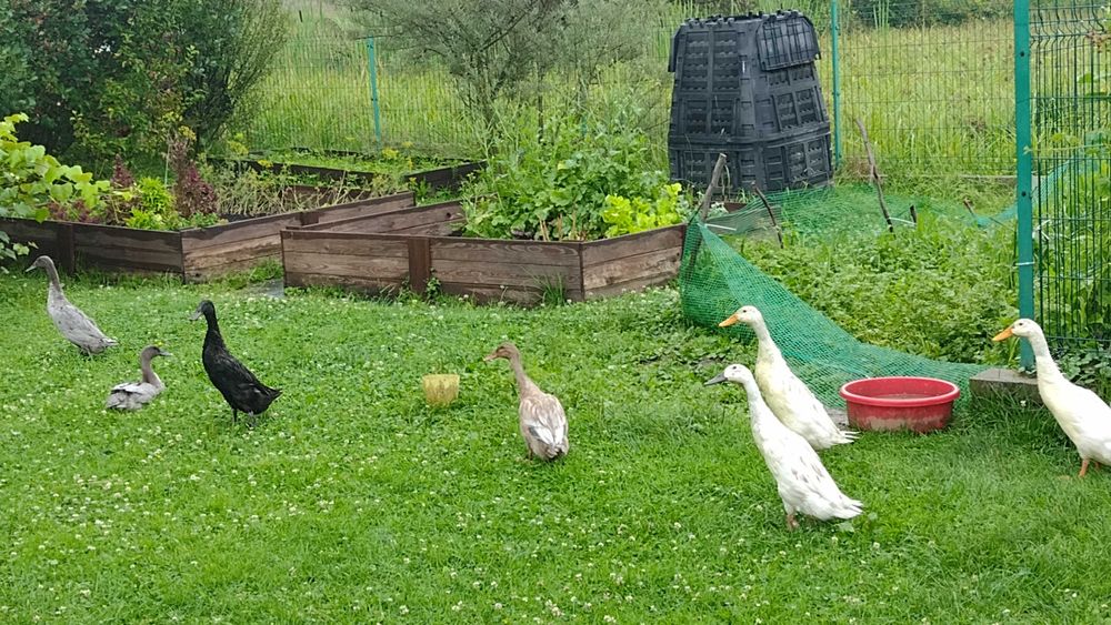 Kaczki Biegus  Indyjski