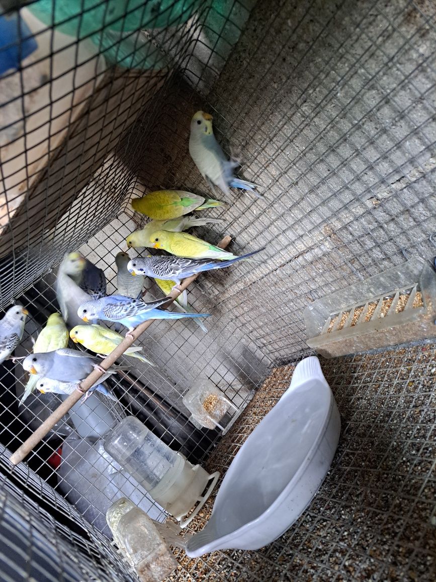Periquitos australianos