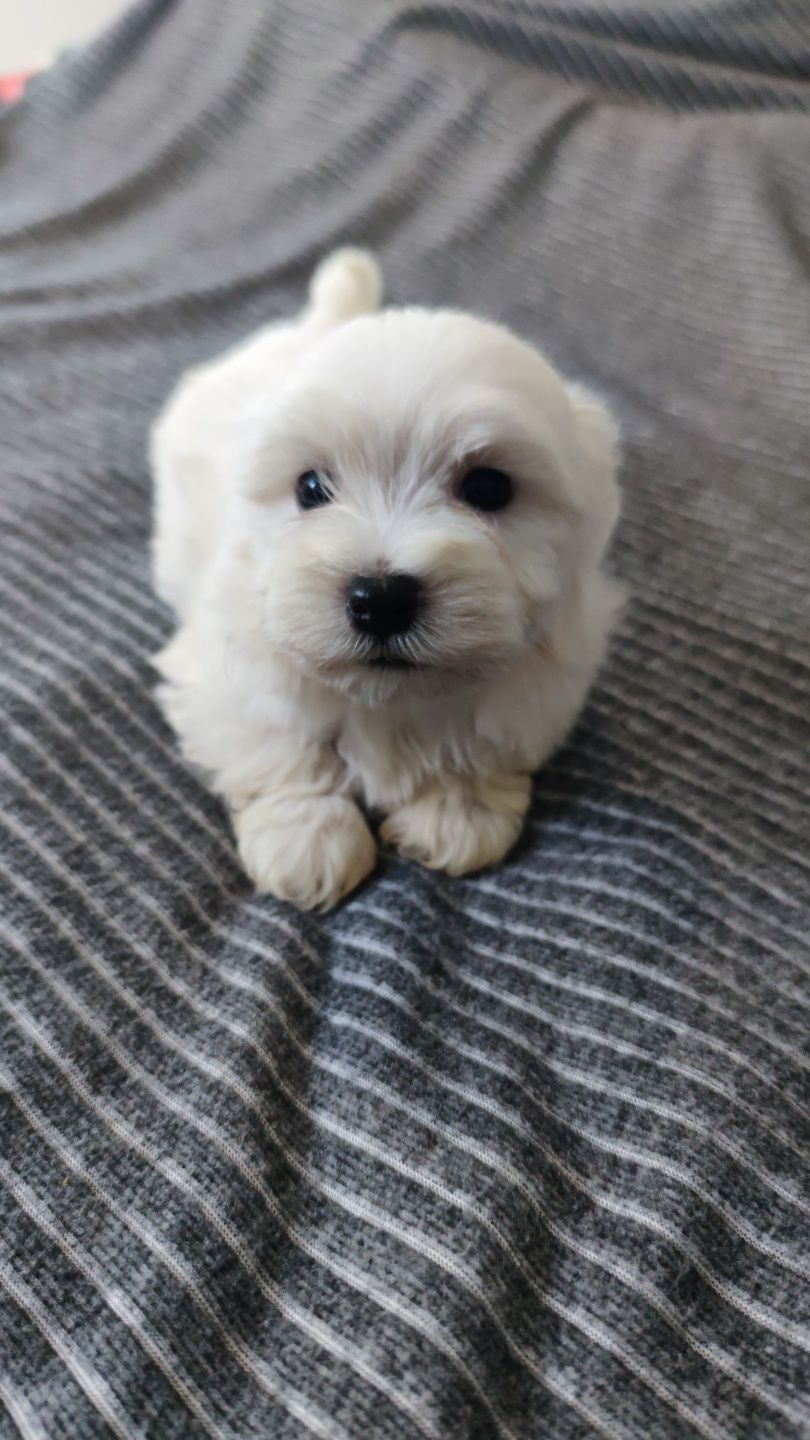 Bichon Maltês fêmea disponível