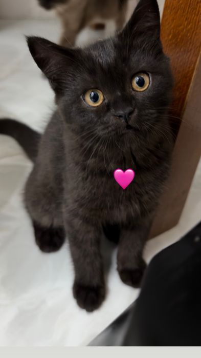 Pilnie Kotek do kochajacej rodziny