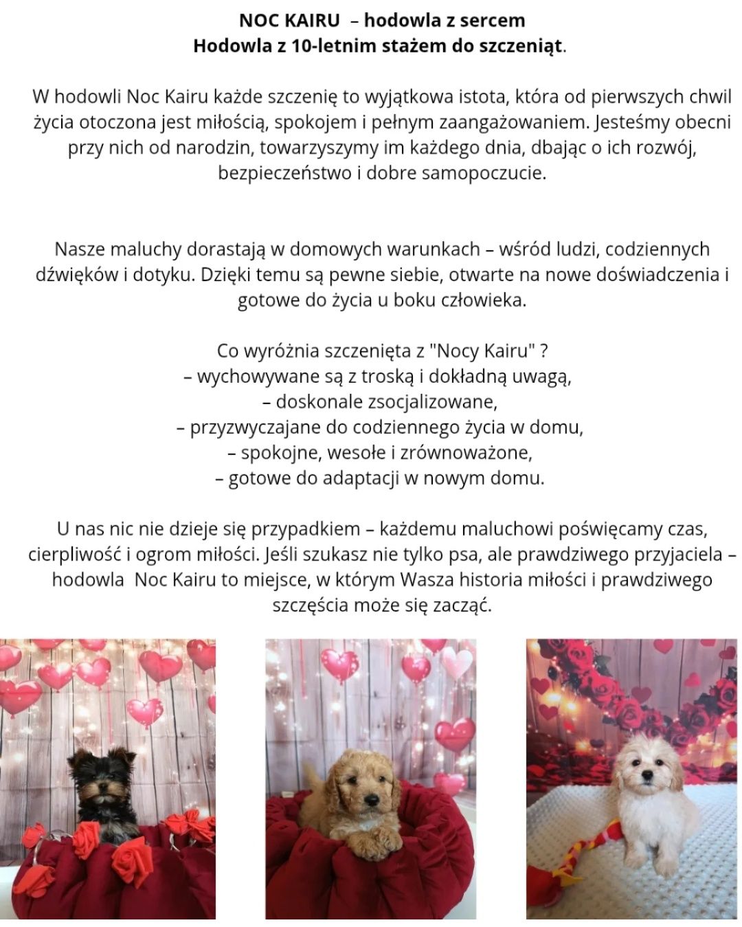 PASZPORT BADANIA GENETYCZNE Maltipoo cudowny chłopiec rodowód wyprawka
