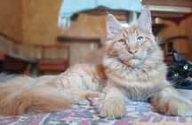 Maine Coon kocurek może już opuścić hodowlę   d22 rodowód FPL