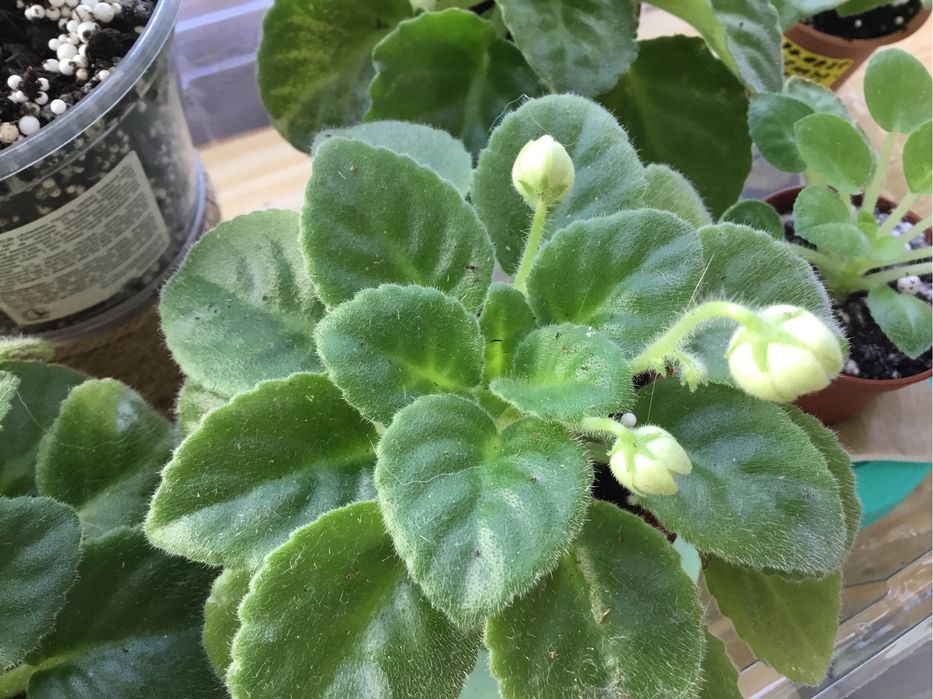 Фіалка Н-Снежный георгин