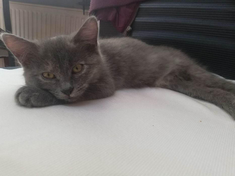 В хороші руки кошенята