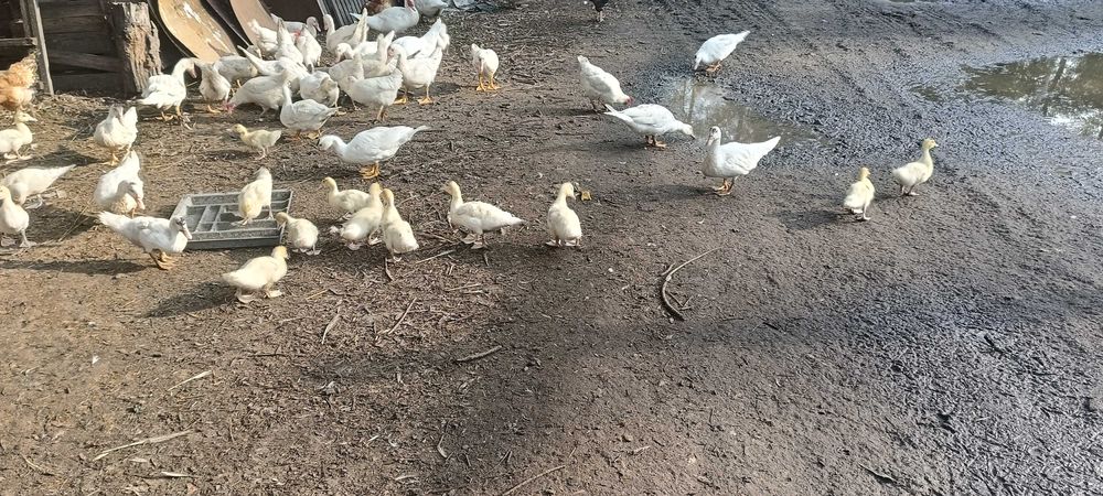 Kaczki piżmowe (francuskie)