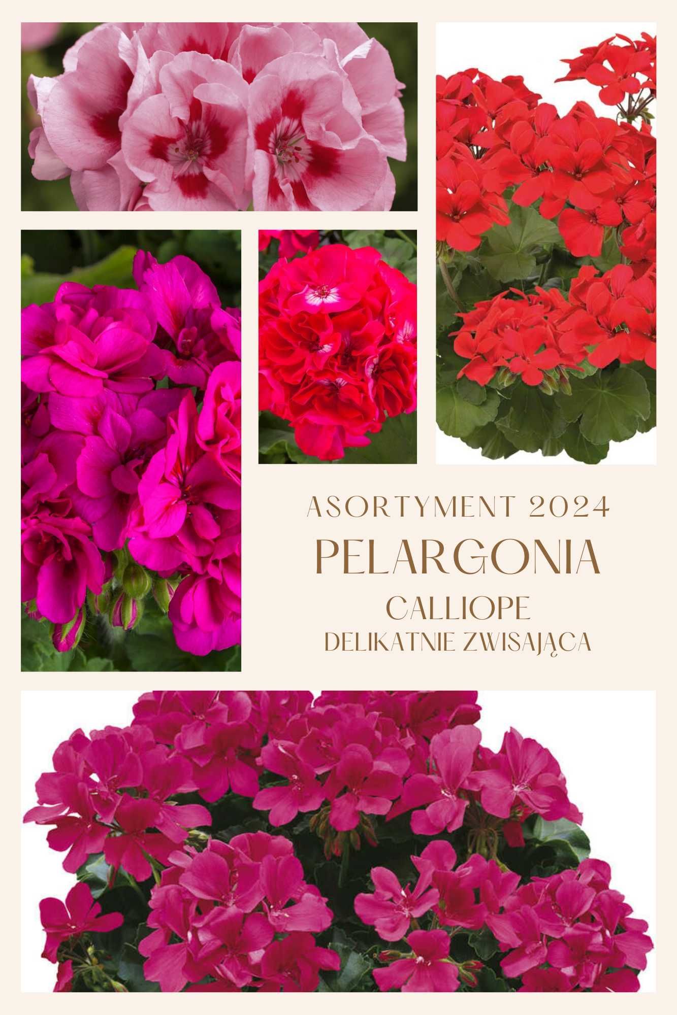 Pelargonia hybrydowa Calliope, Caliope Producent