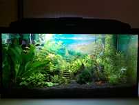 AQUAEL classic box 60 litrów  akwarium