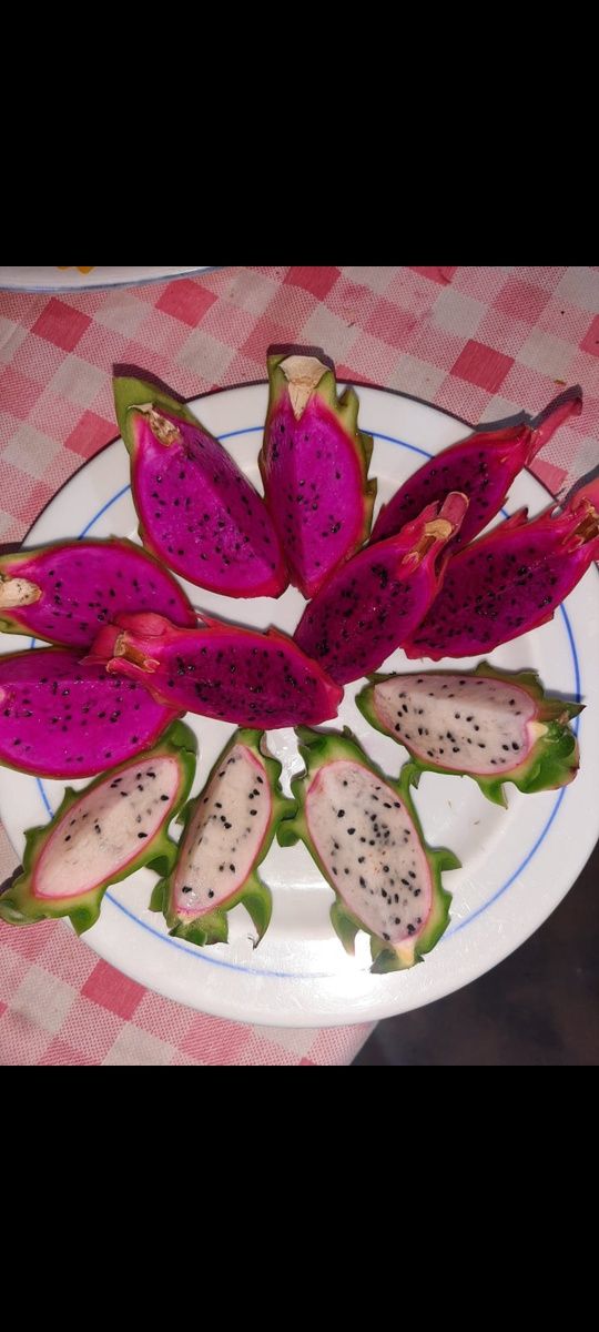 Mudas de Pitaya Estacas / Cladódios